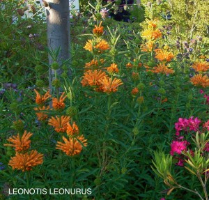 Leonotis leonurus - blossom 1